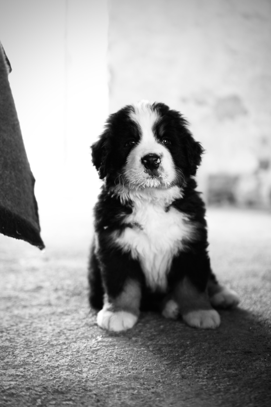 Du Royaume Des Mayas - Chiots disponibles - Bouvier Bernois