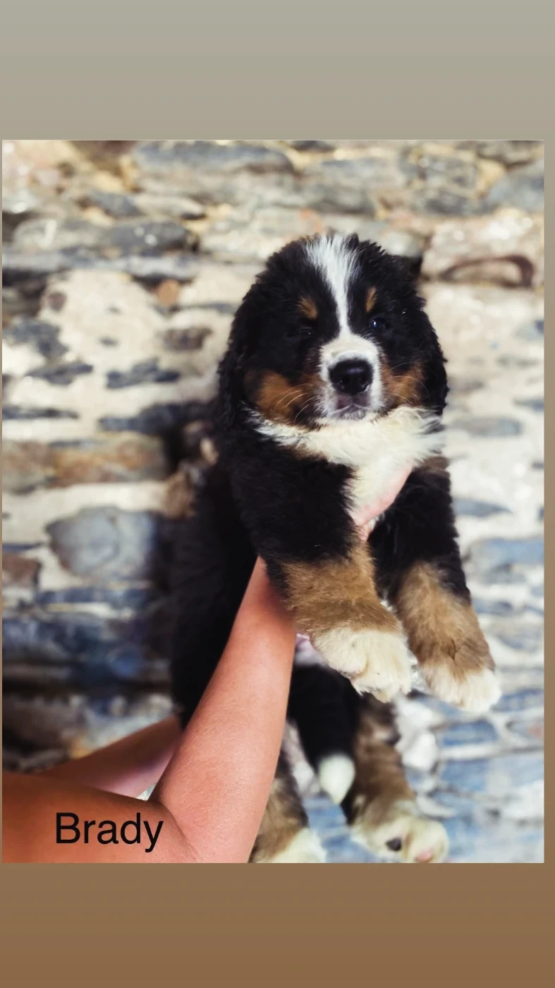 Du Royaume Des Mayas - Chiots disponibles - Bouvier Bernois