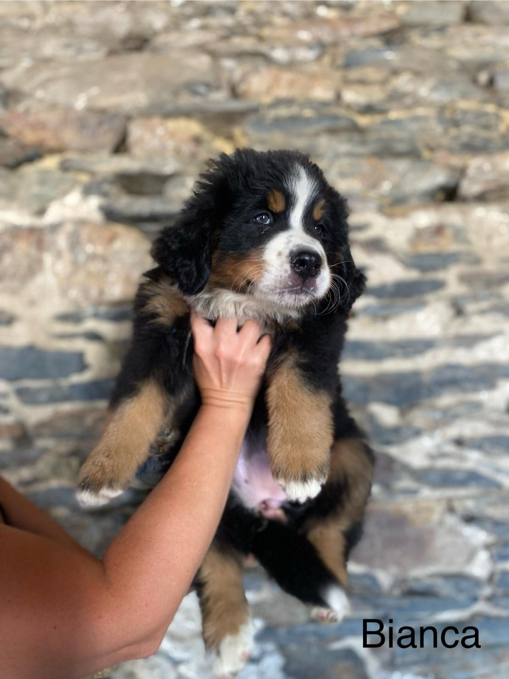 Du Royaume Des Mayas - Chiots disponibles - Bouvier Bernois