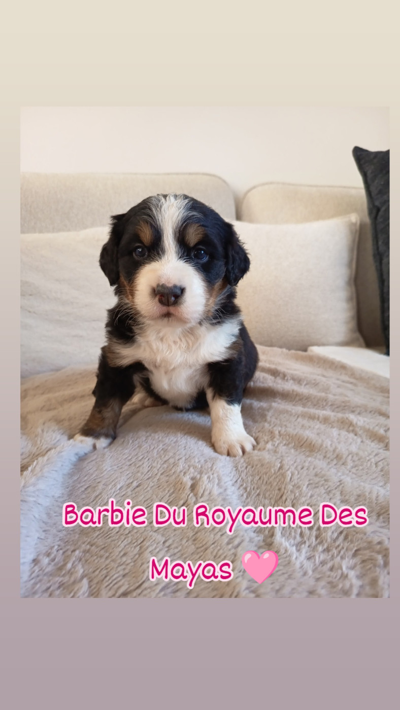 Du Royaume Des Mayas - Chiots disponibles - Bouvier Bernois