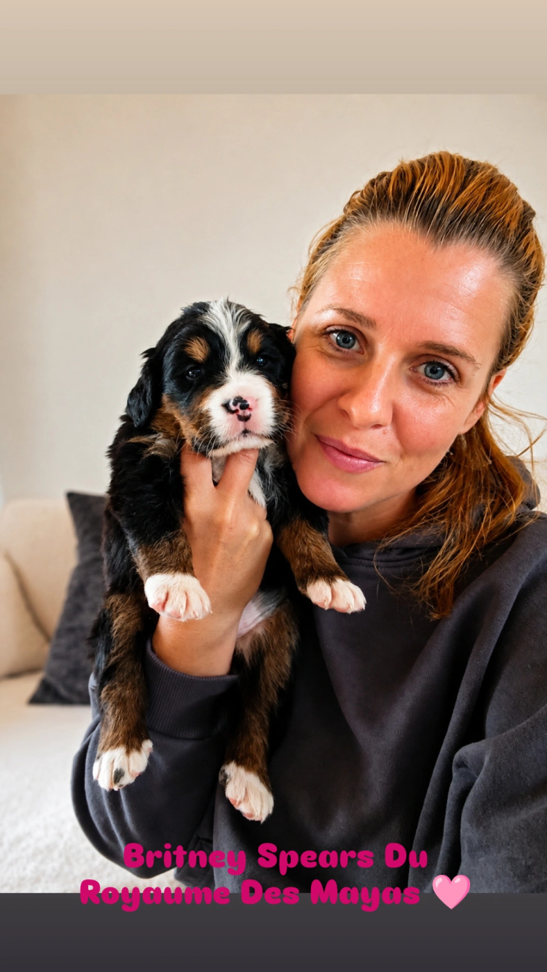 Du Royaume Des Mayas - Chiots disponibles - Bouvier Bernois