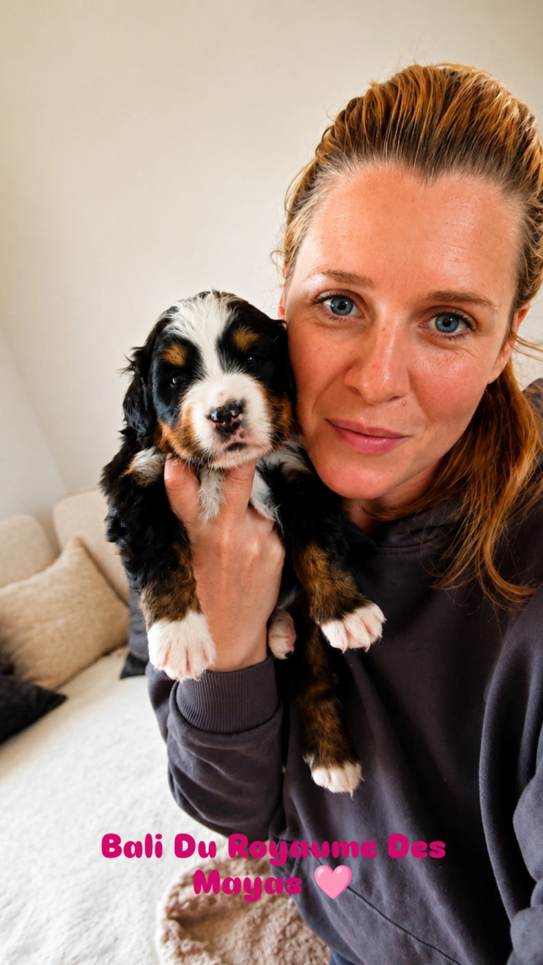 Du Royaume Des Mayas - Chiots disponibles - Bouvier Bernois
