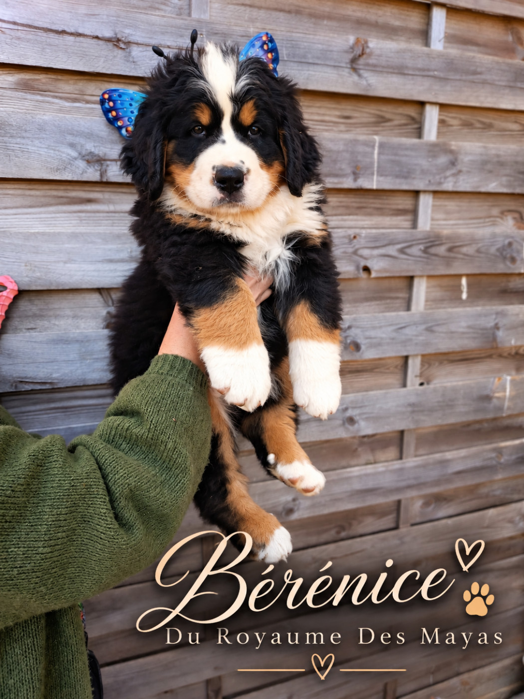 Du Royaume Des Mayas - Chiots disponibles - Bouvier Bernois